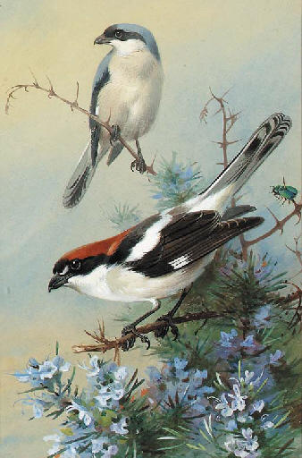 A Grey Backed Shrike And A Woodchat Shrike — Archibald Thorburn