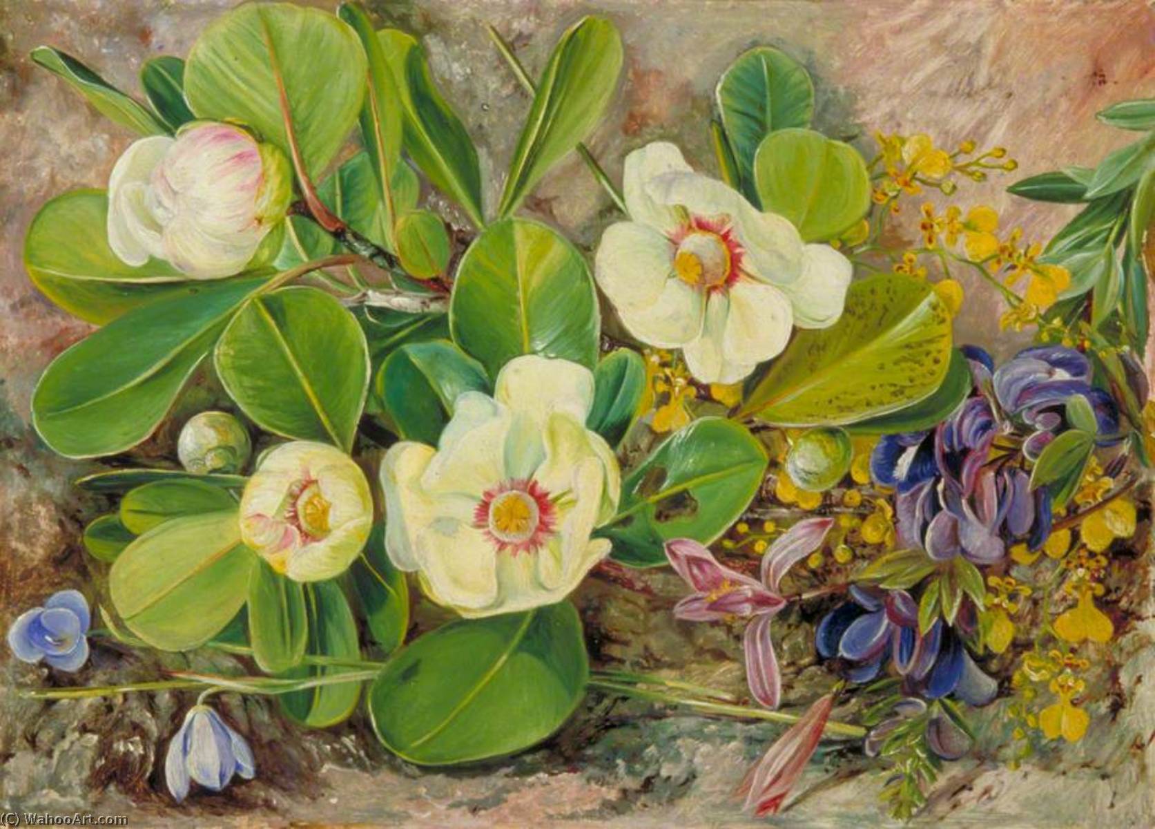 Flores Silvestres De Brasil — Marianne North