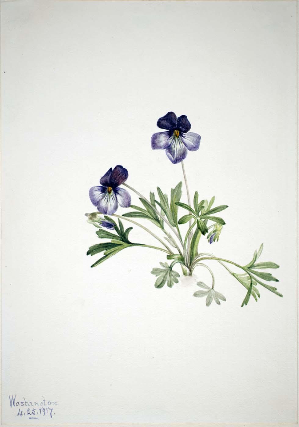 Birdsfoot Violet (viola Pedata) — Mary Vaux Walcott