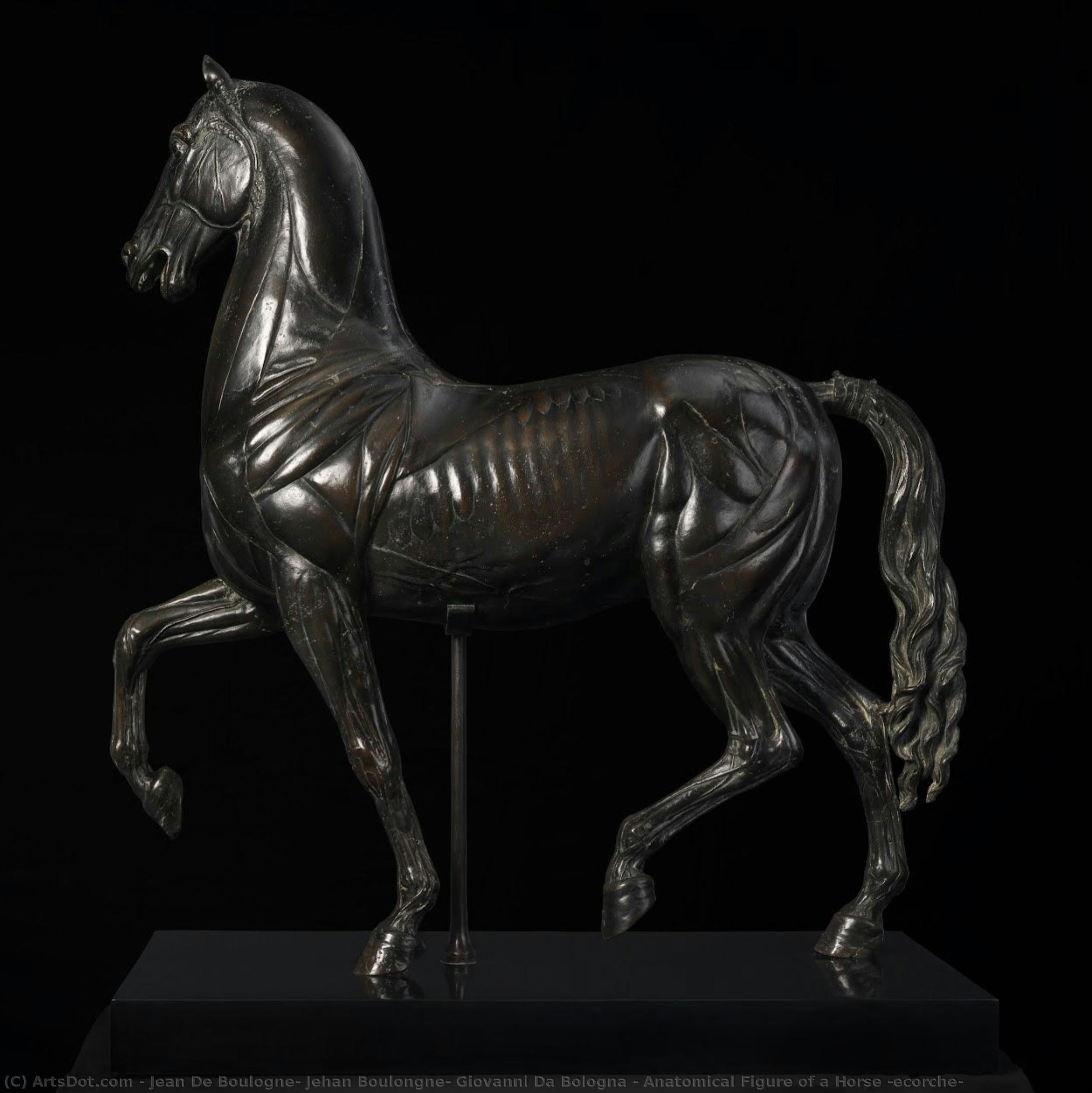 Anatomical Figure Of A Horse (ecorche) — Jean De Boulogne, Jehan Boulongne, Giovanni Da Bologna