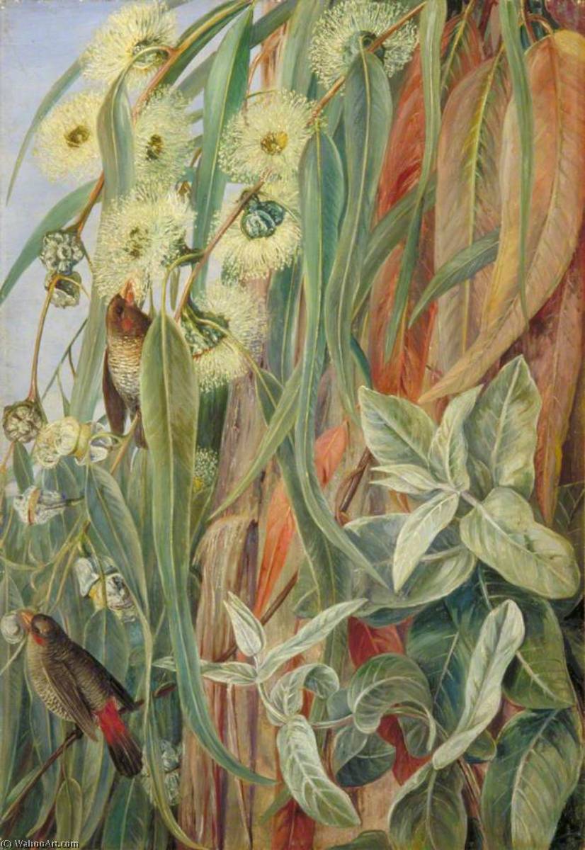 Laub Und Blüten Des Eukalyptus (blue Gum) Und Diamantvögel, Tasmanien — Marianne North