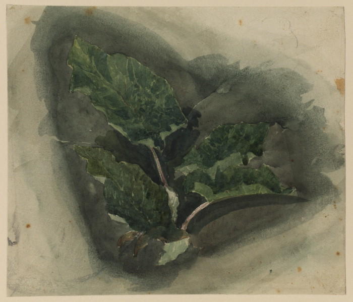 Plant Study 1 — Дэвид Кокс