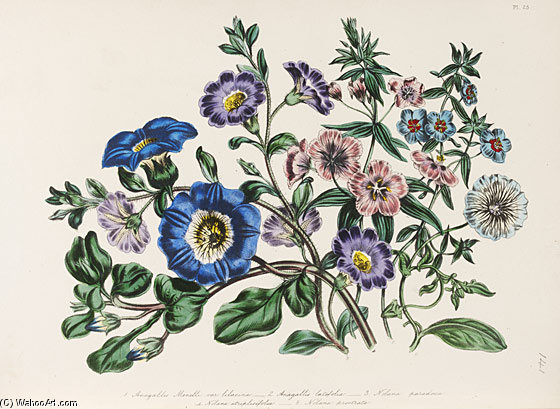 The Ladies' Flower-garden Of Ornamental Annuals - — Jane Loudon