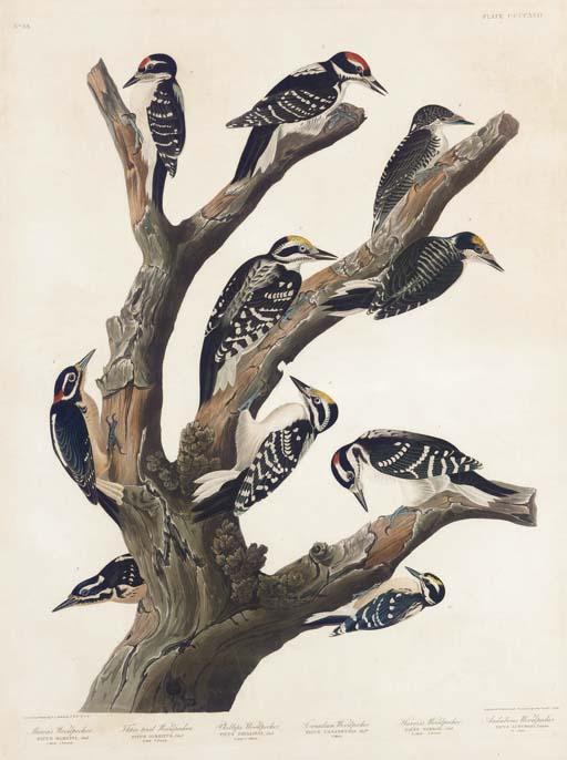 Maria's Woodpecker, Three-toed Woodpecker, Phillips' Woodpecker, Canadian Woodpecker, Harris's Woodpecker, Audubon's Woodpecker — Robert Havell