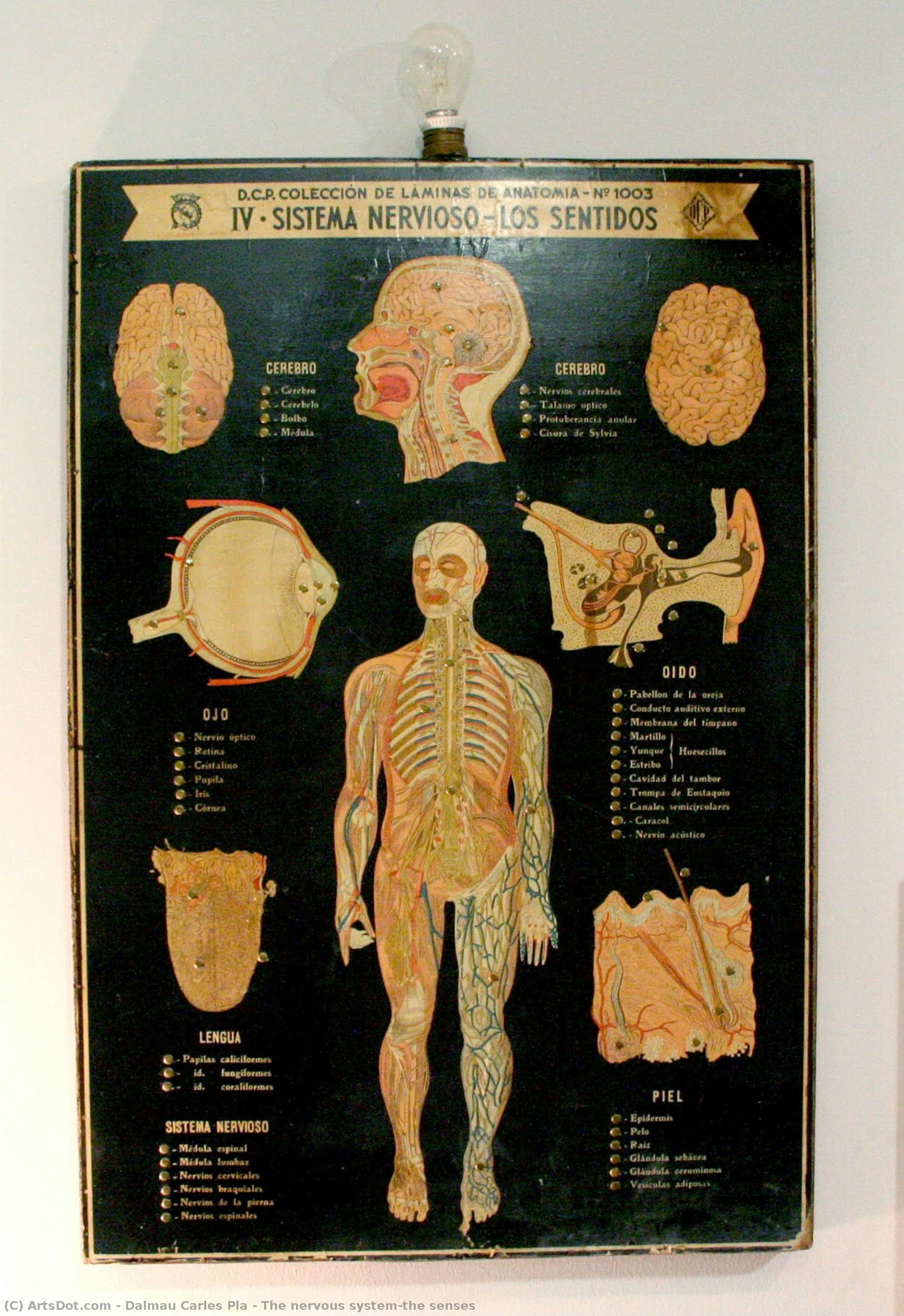 The Nervous System—the Senses — Dalmau Carles Pla