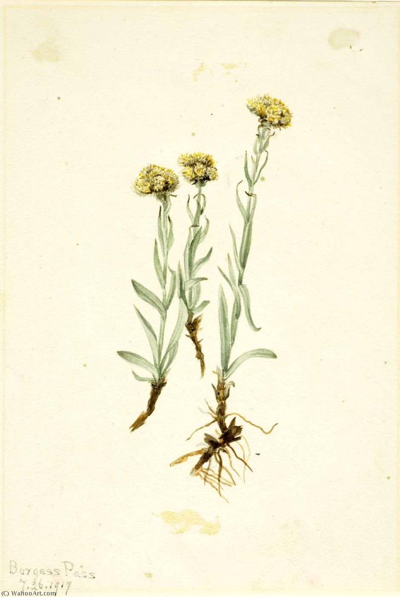 Buff Pussytoes (antennaria Luzuloides) — Mary Vaux Walcott