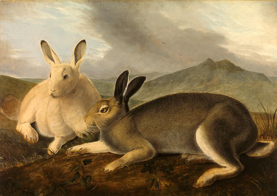 Arctic Hare — Джон Джеймс Одюбон