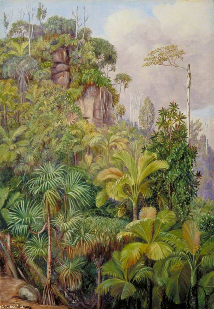 Palms, Capucin Trees Etc. On The Cliffs Near Venn's Town, Mahé — Marianne North
