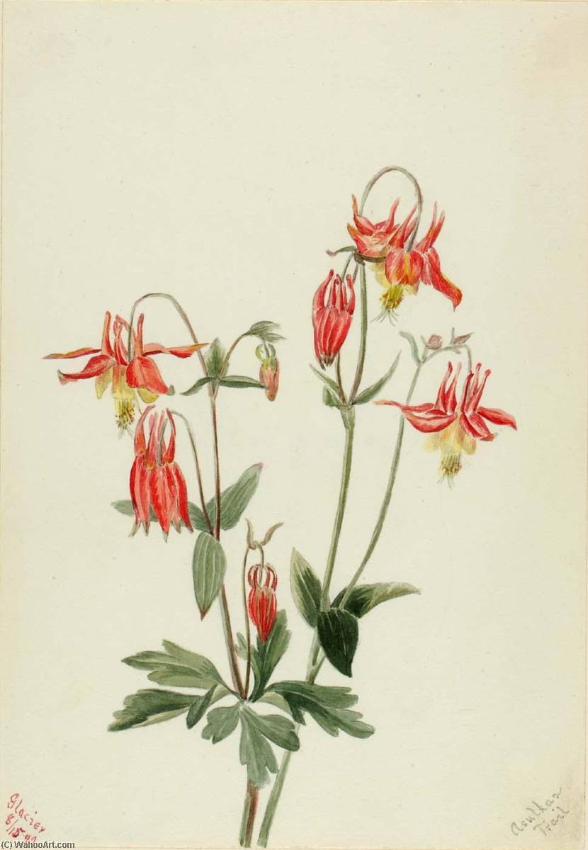 Red Columbine (aquilegia Formosa) — Mary Vaux Walcott