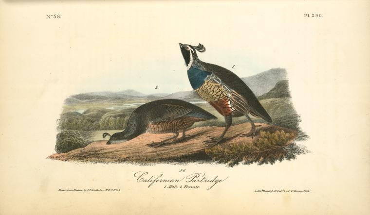 Californian Partridge. 1. Male. 2. Female — John James Audubon