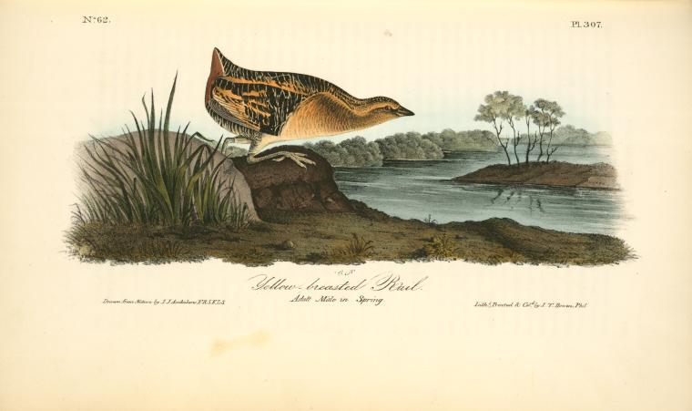 Yellow-breasted Rail. Adult Male In Spring — John James Audubon