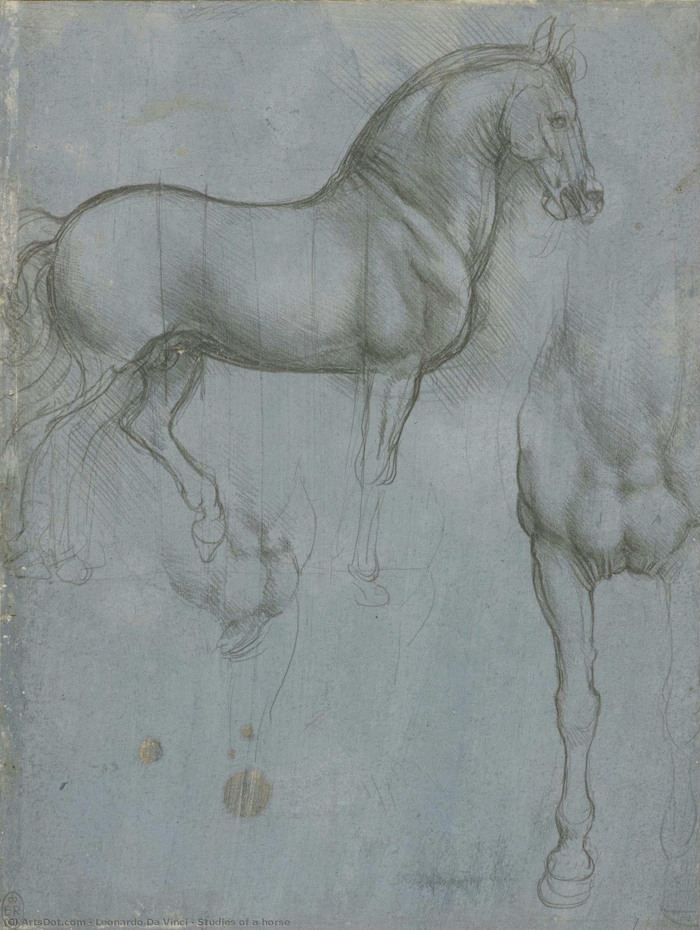 Studies Of A Horse — Leonardo Da Vinci
