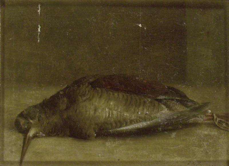 Woodcock From Nature — David Charles Read