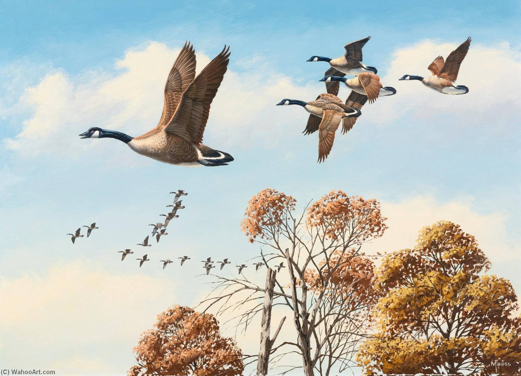 Canada Geese In Flight — David Maass
