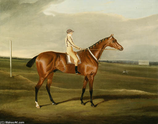 Mr. Poole's Tawny With Jockey Up — David Of York Dalby