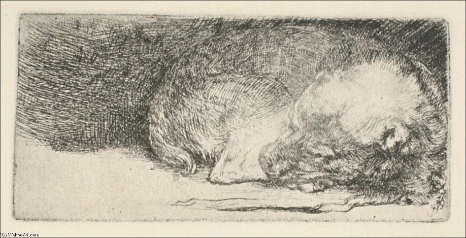The Little Dog Sleeping — Rembrandt Van Rijn