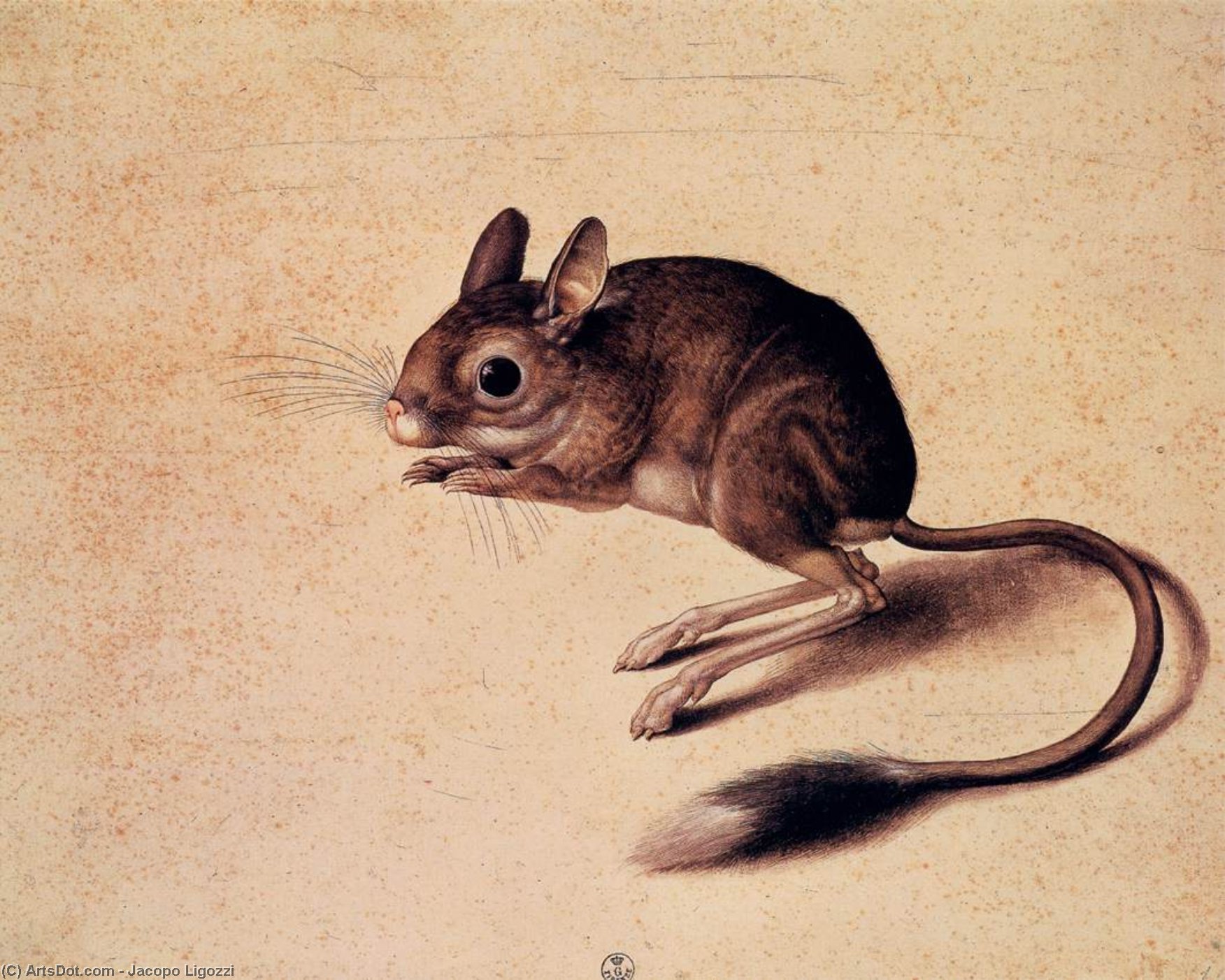 Gerbil — Джакопо Лигоцци