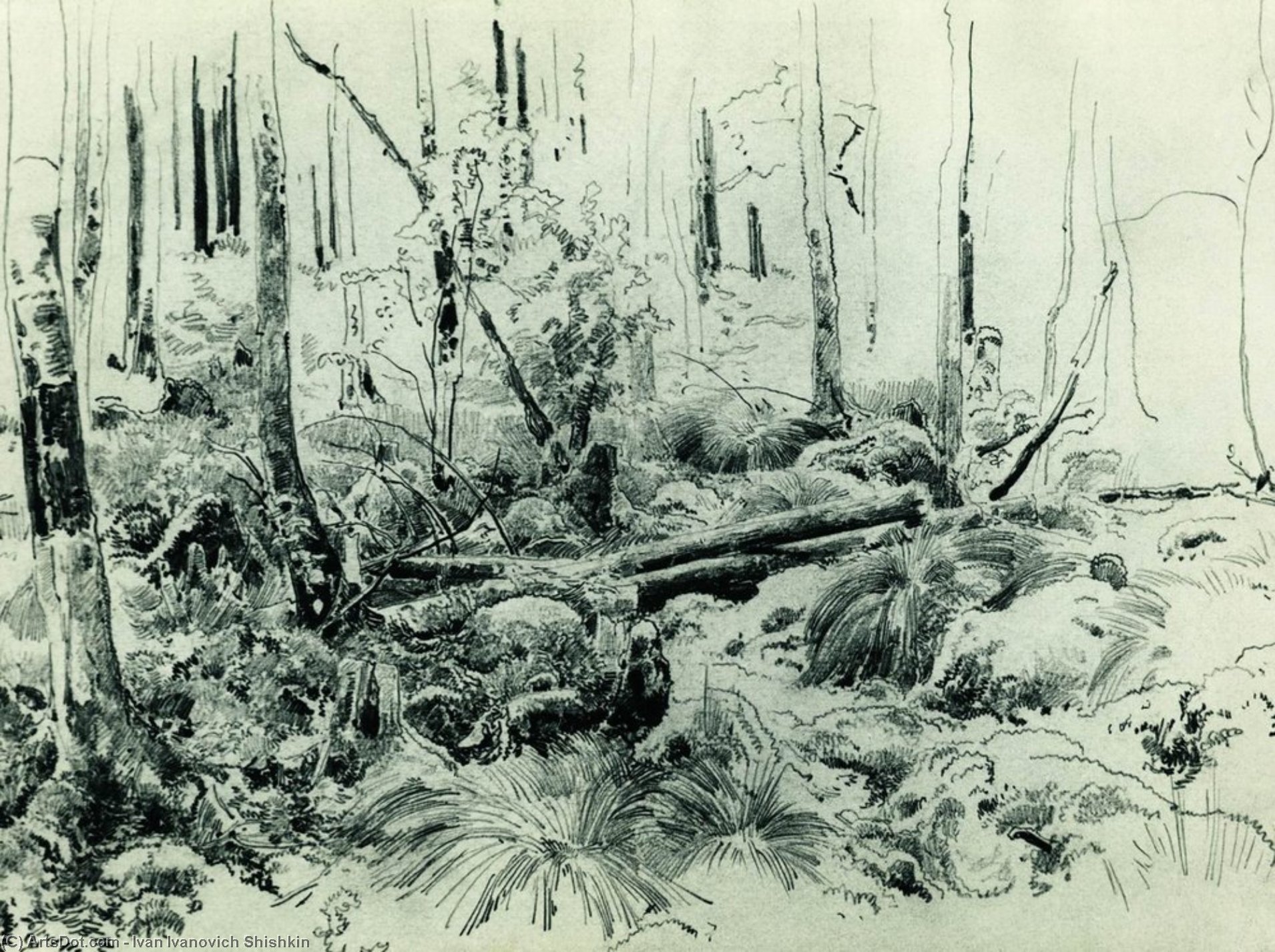 In The Forest Thicket — Ivan Ivanovich Shishkin