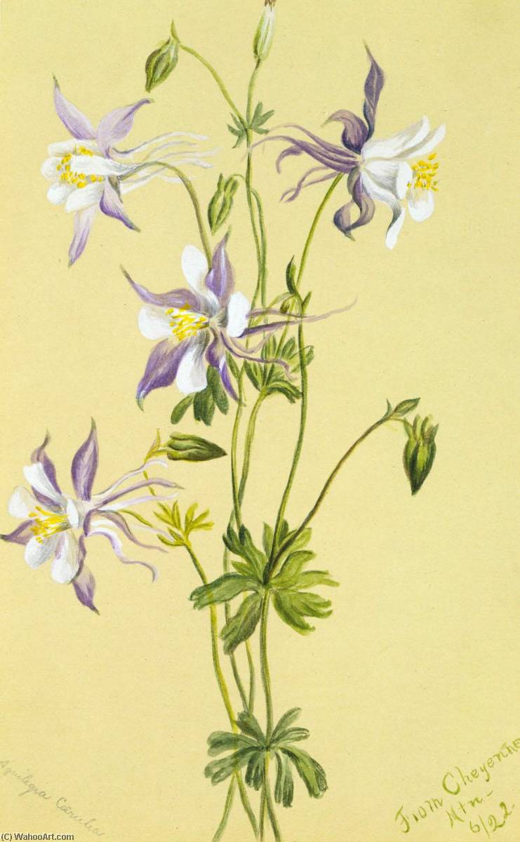 Blue Columbine (aquilegia Caerulea) — Mary Vaux Walcott