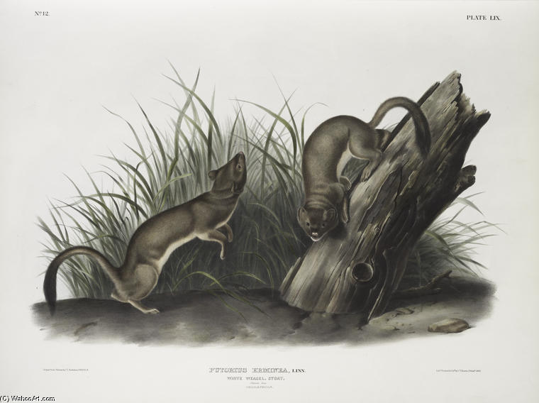 Puttorius Ermninea, White Weasel, Stoat. Natural Size. 1. Male, 2. Female — John James Audubon