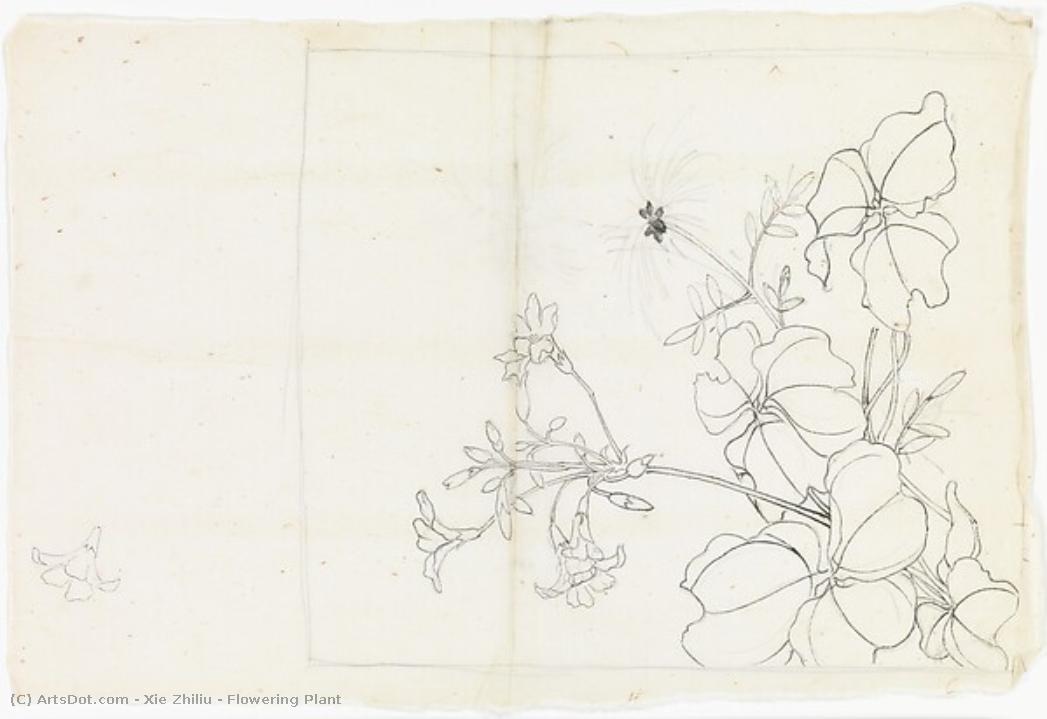 Flowering Plant — Xie Zhiliu