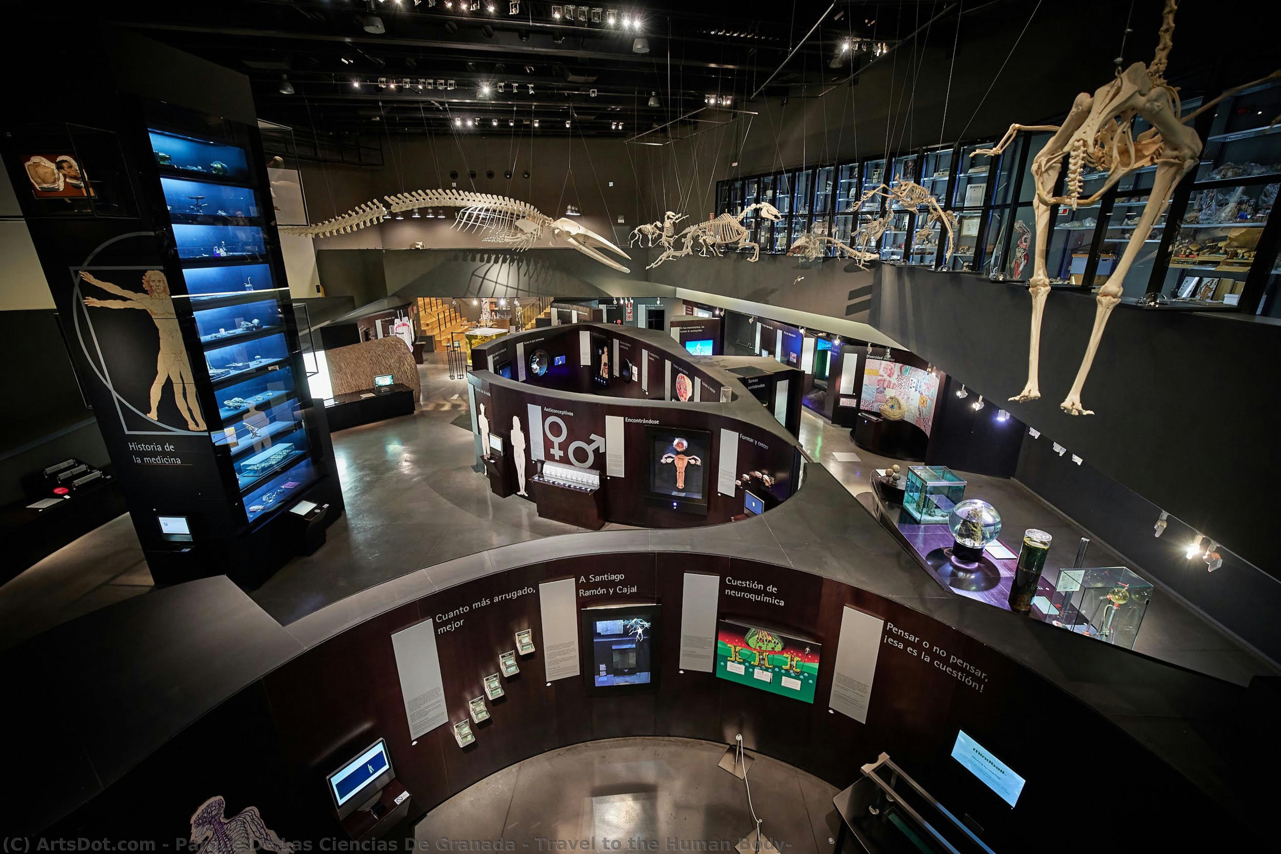 Travel To The Human Body — Parque De Las Ciencias De Granada