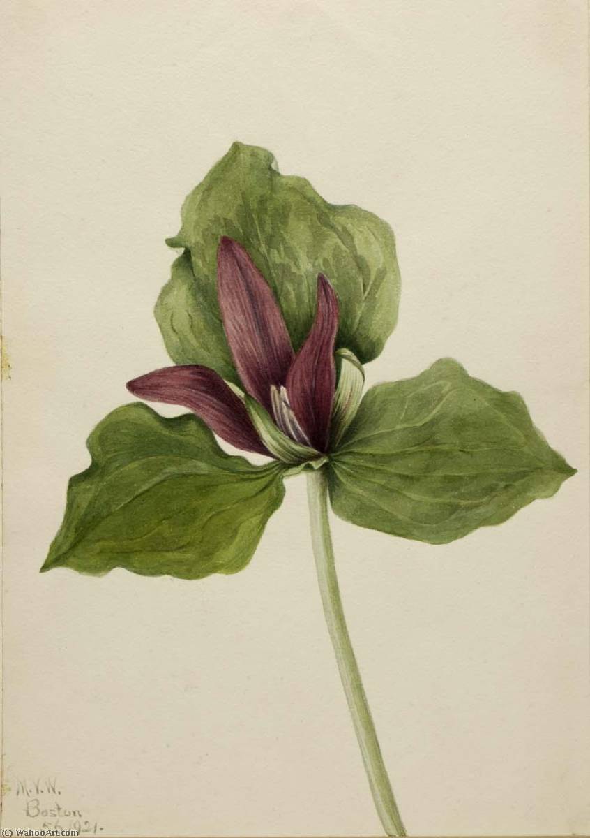 Giant Trillium (trillium Chloropetalum) — Мери Вокс Волкотт