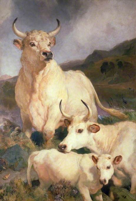 Wild Cattle Of Chillingham, Northumberland — Sir Edwin Henry Landseer