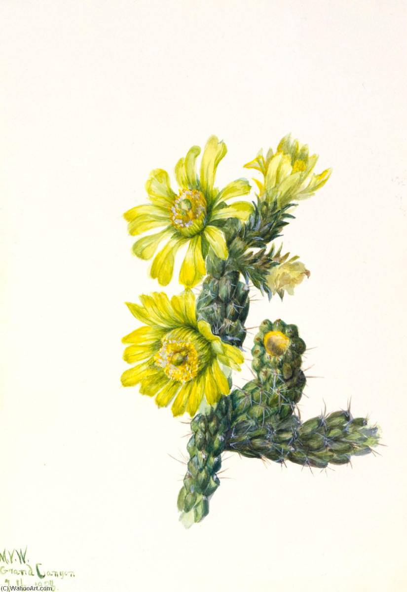 Cholla Opuntia Whipplei — Mary Vaux Walcott