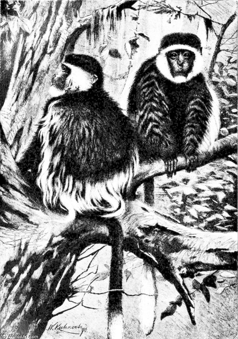 Guereza Monkeys — Фридрих Вильгельм Кунерт