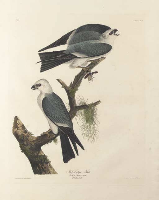 Mississippi Kite — Robert Havell