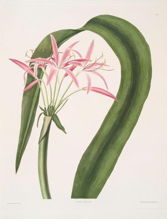 Crinum Cruentum — Роберт Хавелл