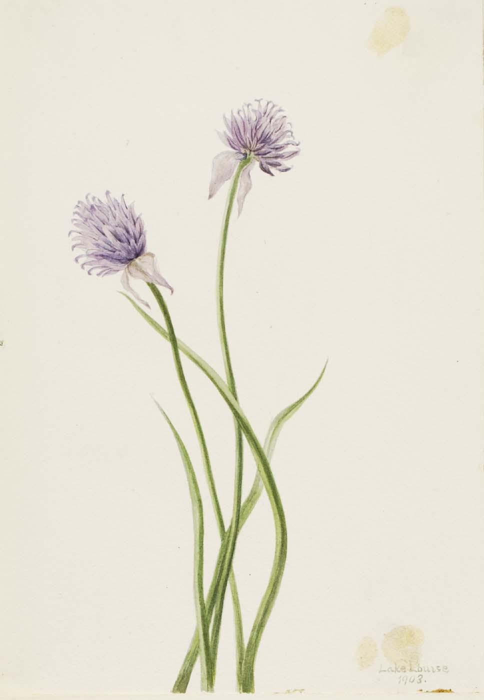Siberian Onion (allium Sibericum) — Mary Vaux Walcott