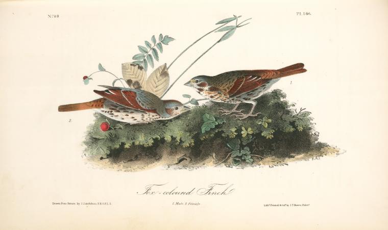 Fox-coloured Finch. 1. Male. 2. Female — John James Audubon