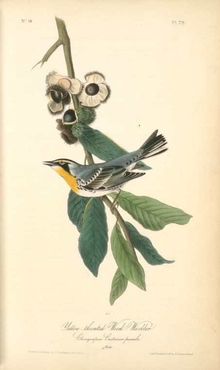Yellow-throated Wood-warbler, Male. (chinquapin. Castanea Pumila) — John James Audubon