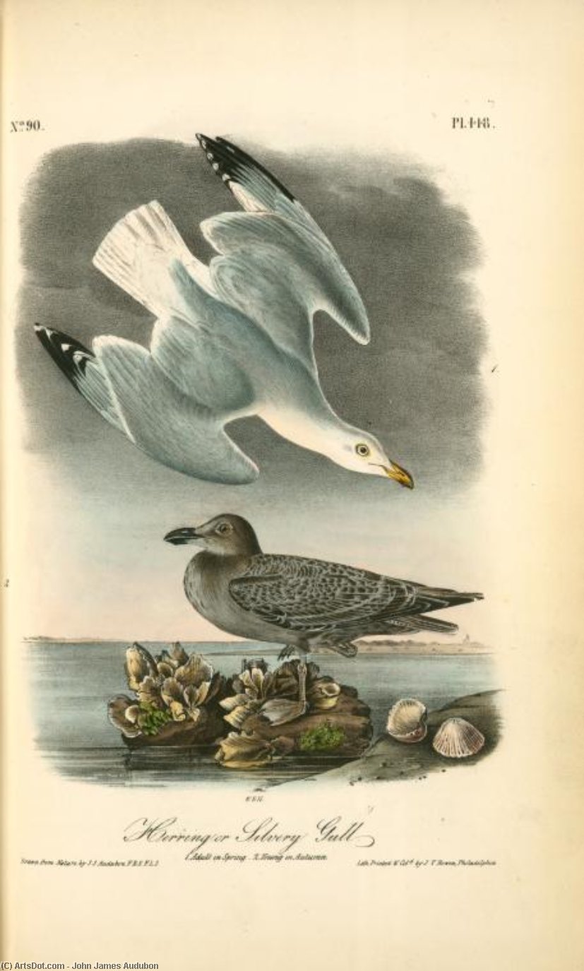 Herring Or Silvery Gull. 1. Adult In Spring. 2. Young In Autumn. — John James Audubon