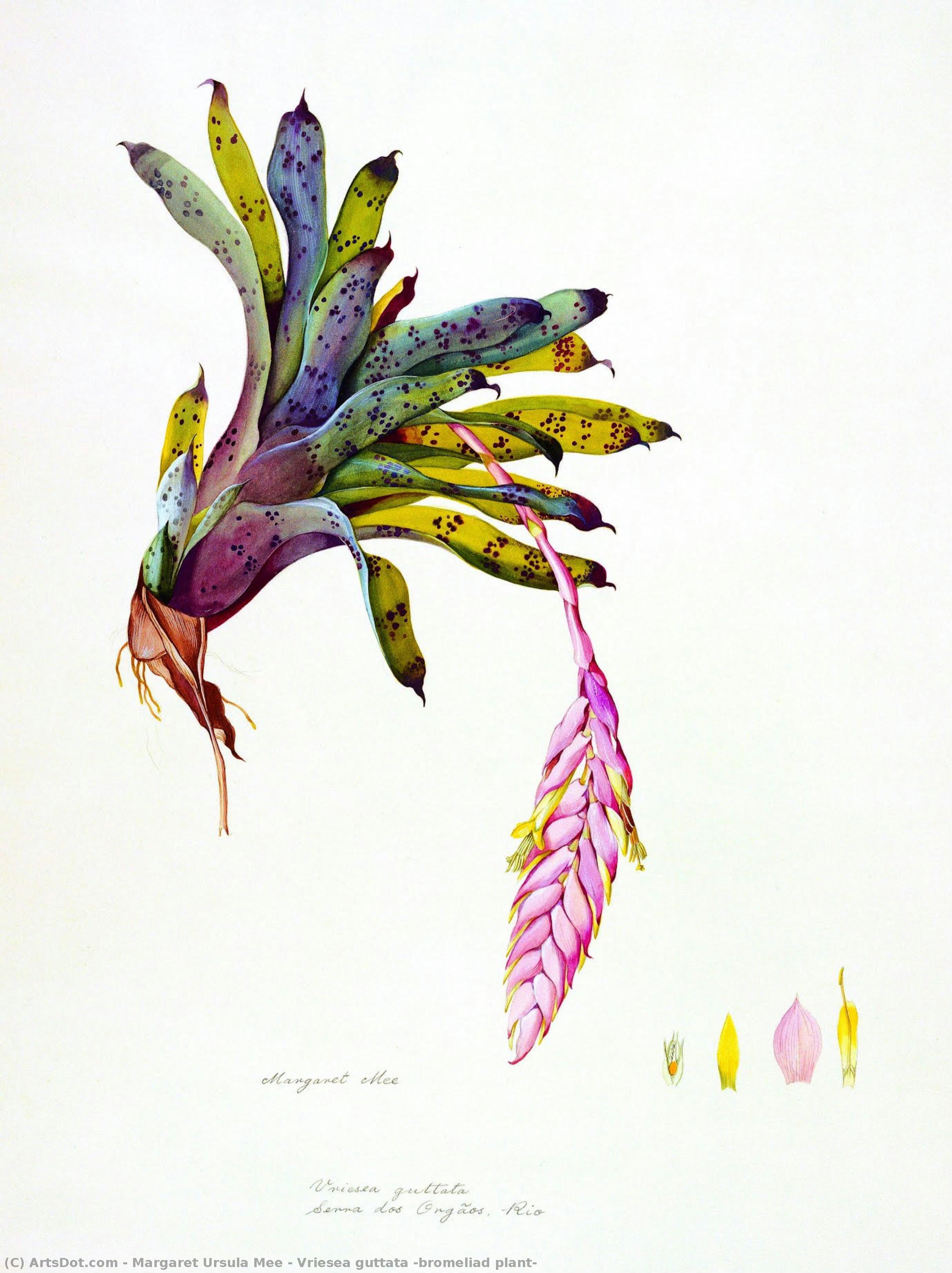 Vriesea Guttata (bromeliad Plant) — Margaret Ursula Mee