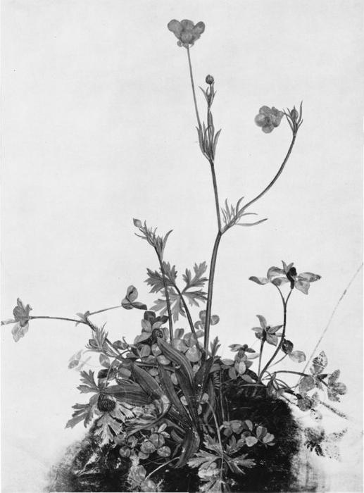 Butter Cups, Red Clover And Plantain — Albrecht Dürer