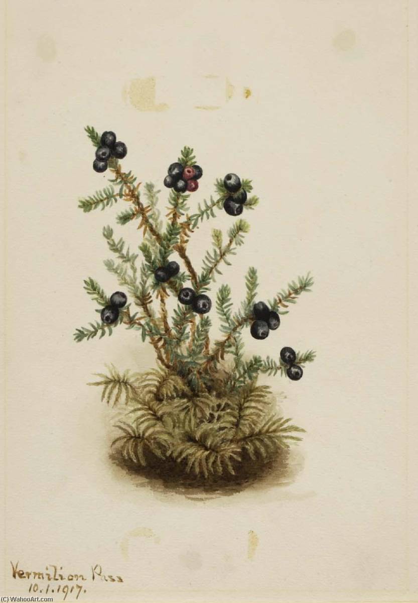 Crowberry (empetrum Nigrum) — Mary Vaux Walcott