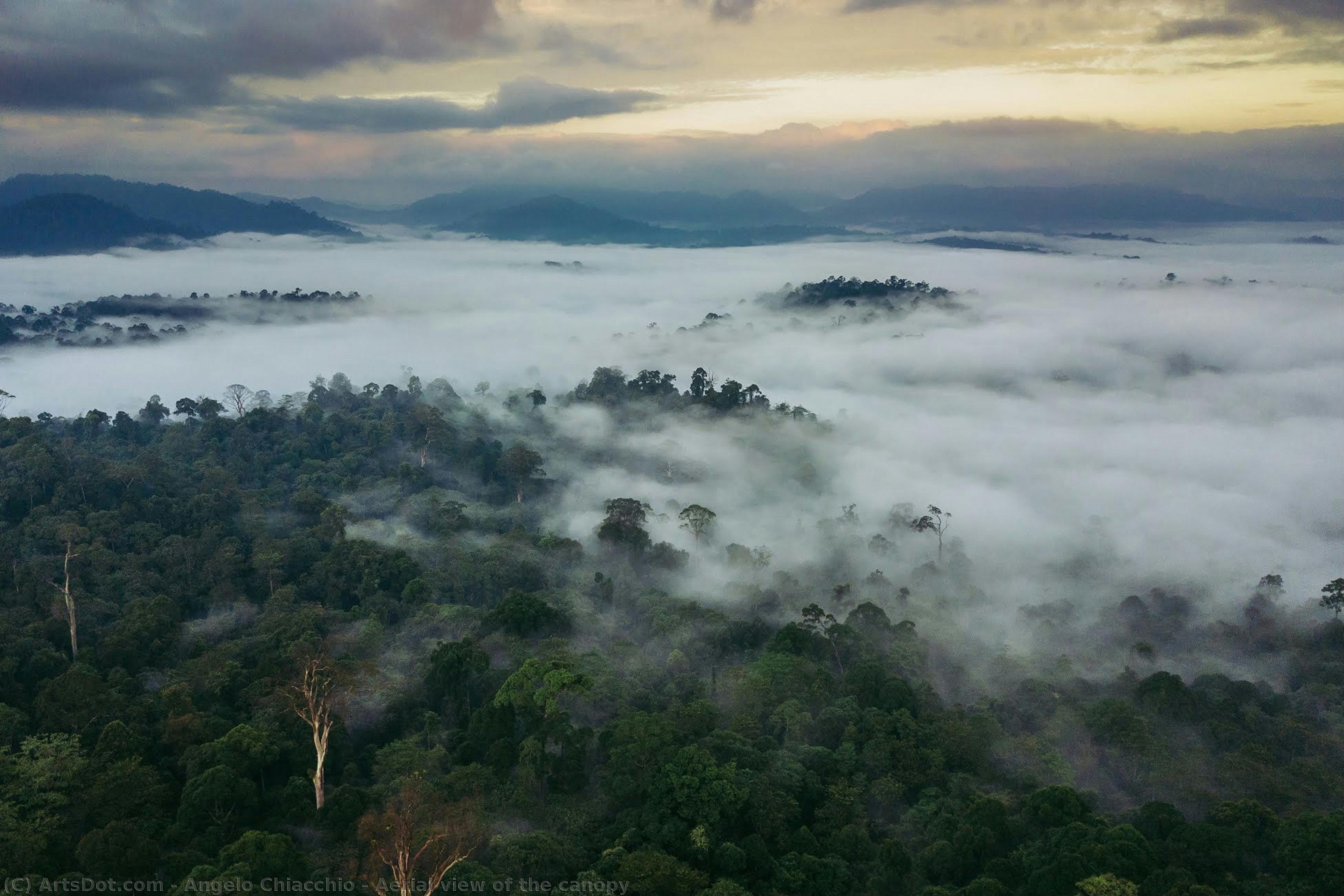 Aerial View Of The Canopy — Angelo Chiacchio