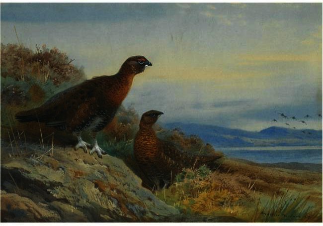 Brace Of Grouse — アーチボルド・ソーバーン