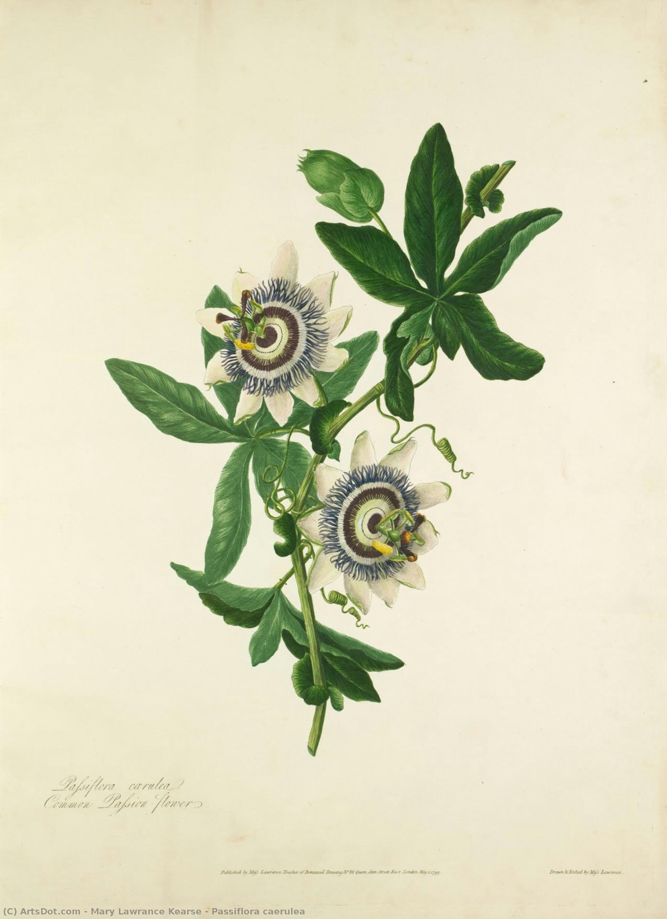 Passiflora Caerulea — Mary Lawrance Kearse