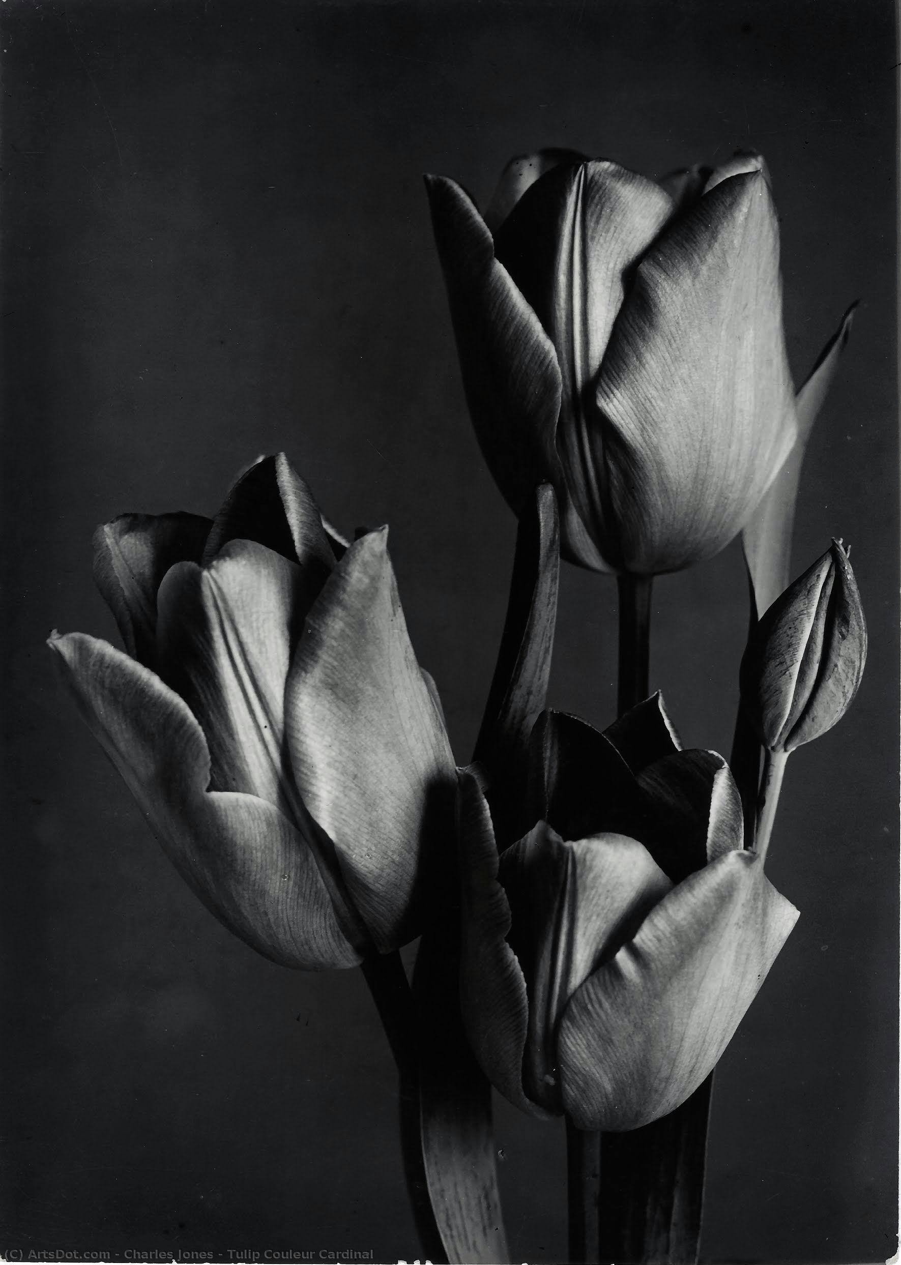Tulip Couleur Cardinal — Charles Jones