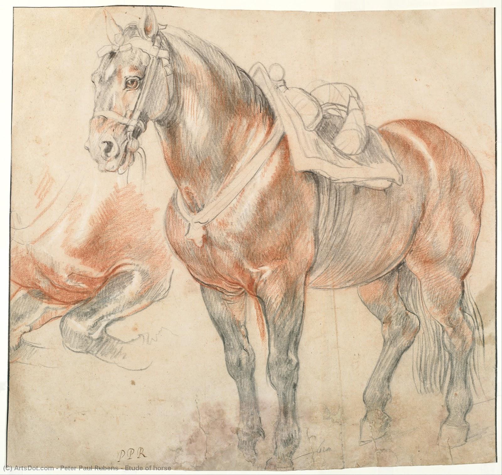 Etude Of Horse — Peter Paul Rubens