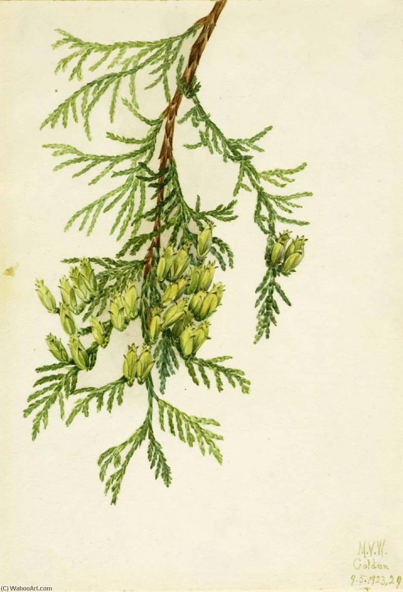 Giant Arborvitae (thuja Plicata) — Mary Vaux Walcott