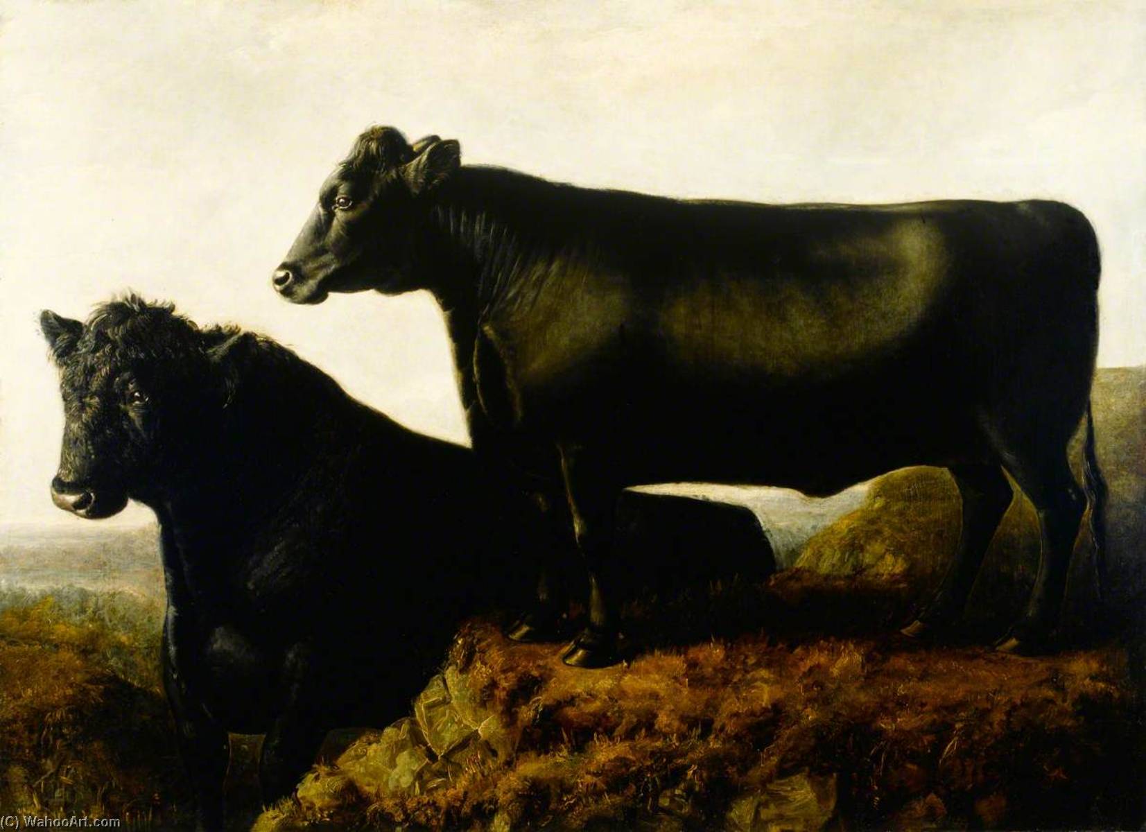 The Galloway Breed — William Shiels
