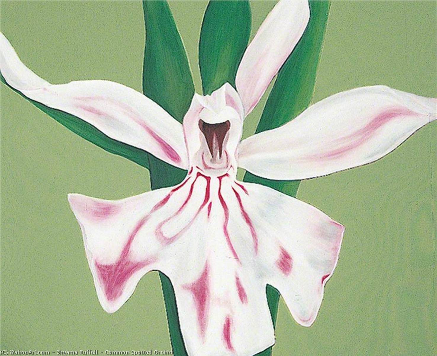 Common Spotted Orchid — Shyama Ruffell