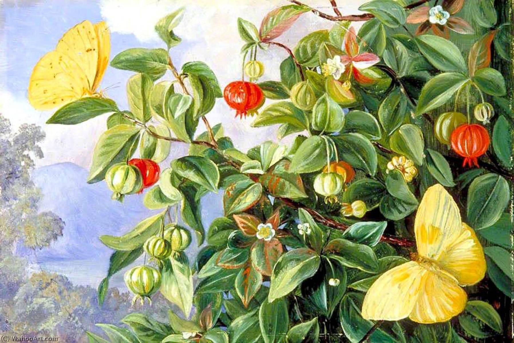 Foliage, Flowers And Fruit Of The Pitanga, And Sulphur Butterflies, Jamaica — Marianne North
