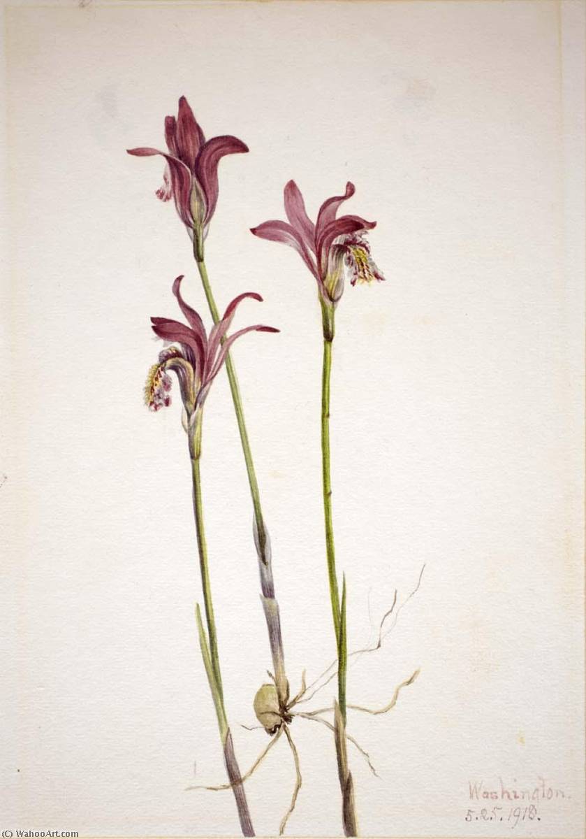 Arethusa (arethusa Bulbosa) — Mary Vaux Walcott