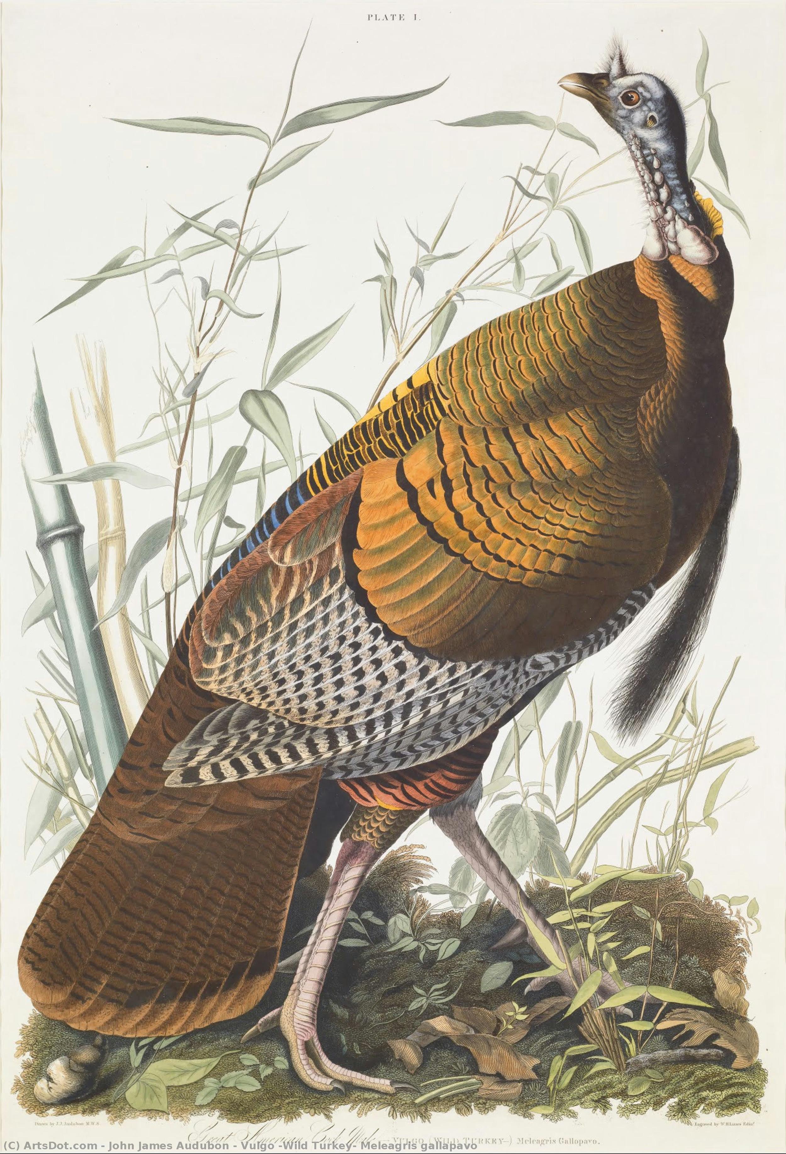 Vulgo (wild Turkey) Meleagris Gallapavo — John James Audubon